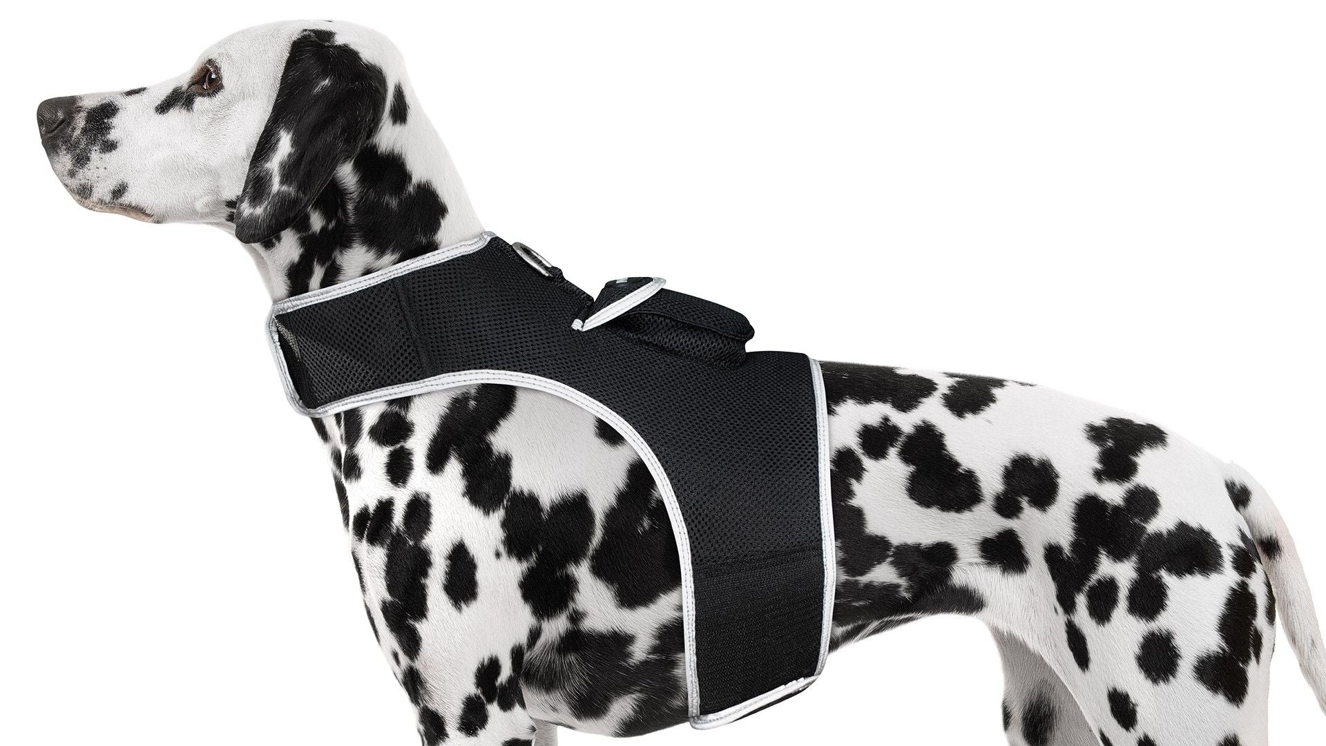 GSM GPS Animal Tracker Collar Attached Rechargeable Realtime Surveillance Gadget Size:XXL