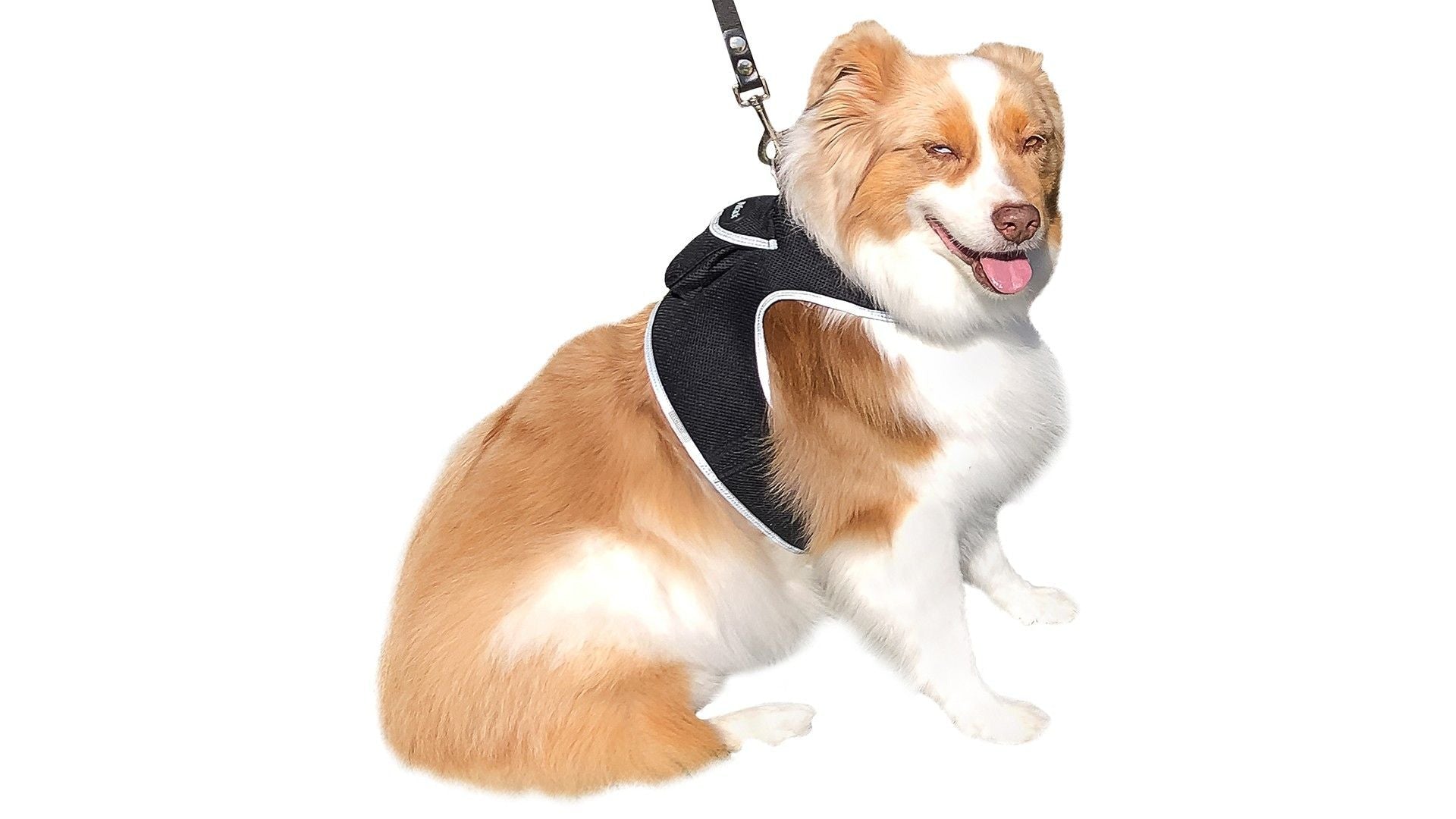 GSM GPS Animal Tracker Collar Attached Rechargeable Realtime Surveillance Gadget Size:XXL
